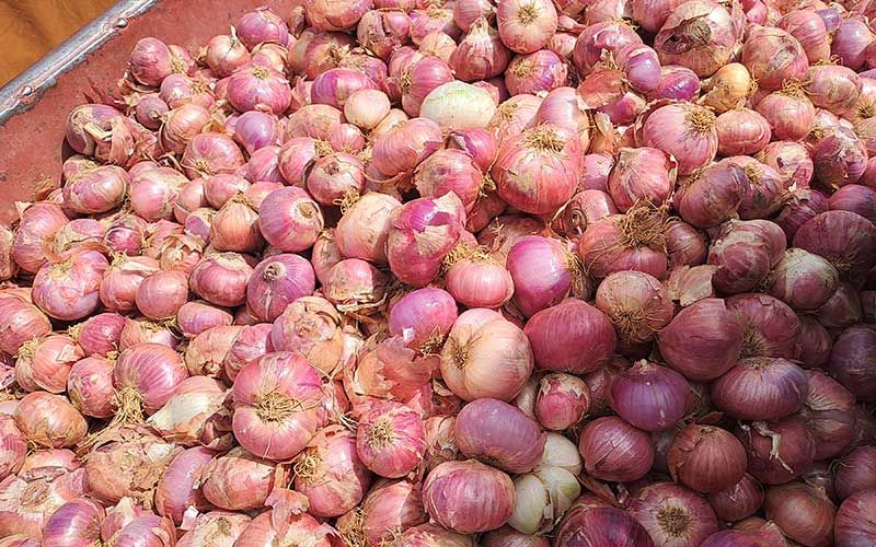 Hortiplus Smallholder Farmers Burkina Faso3